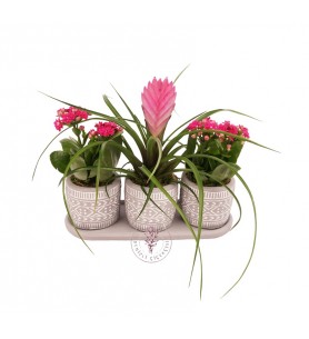 Tillandsia ve Kalanşo Seti